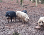 Wollschweine1