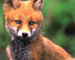 fuchs 01