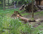 Fuchs3