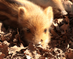 Tiere Wildpark (144).JPG