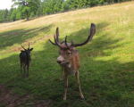 Wildpark-2010-175