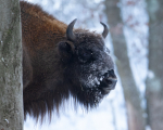 Wisent Bulle im Schnee