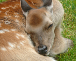 deer984