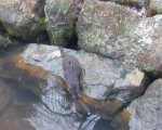 Otter