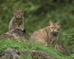 Wildkatzen