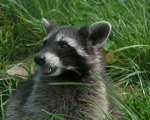 racoon0422