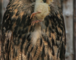 Tiere Wildpark (148).JPG