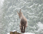 Steinbock bei Schneefall1