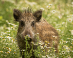 Wildschwein in Bluetenwiese