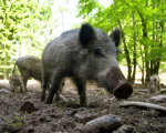 Schwein2