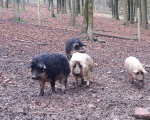 Wollschweine2