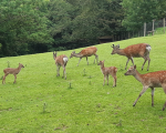 Damwild 2 Juni 2020