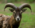 Mufflon