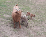 Ziegennachwuchs 3