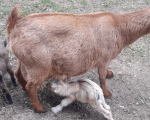 Ziegennachwuchs 5