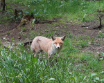 Fuchs