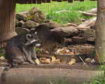 Wildpark-2010-180
