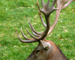 hirsch5
