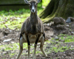 Mufflon1