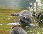 raccoons0283